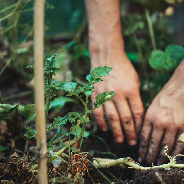 Gartenarbeit_square_GFP_Zieger https://gfp-zieger.de/wp-content/uploads/2026/01/Gartenarbeit_square_GFP_Zieger-640x640.jpg