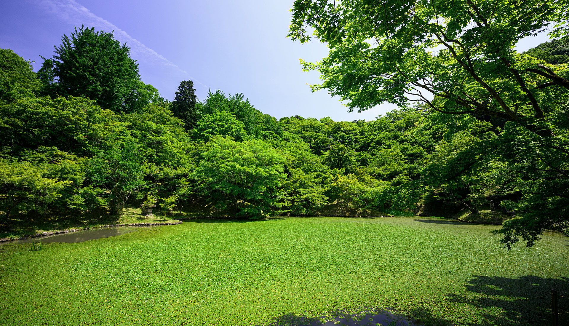 Idealwiese_GFP_Zieger